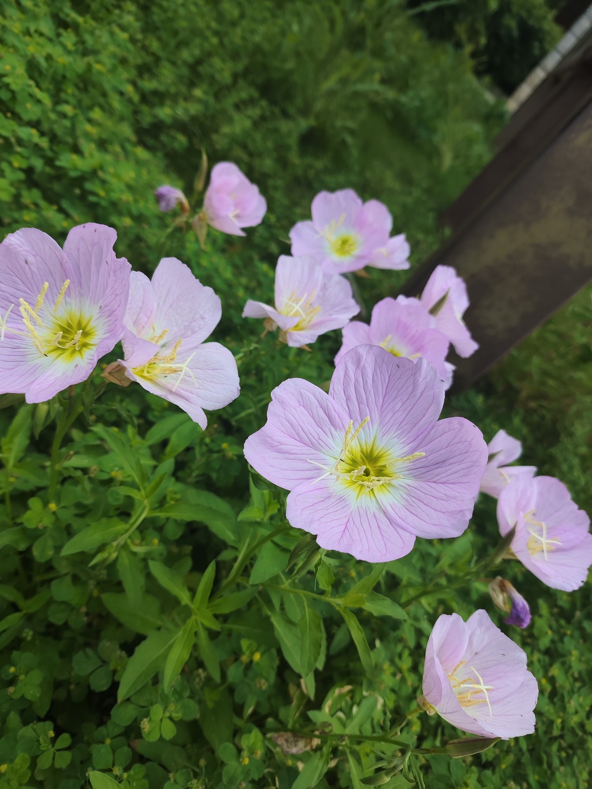美丽月见草